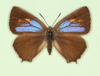 bellus-bipunctatus Purple Hairstreak (Neozephyrus quercus)