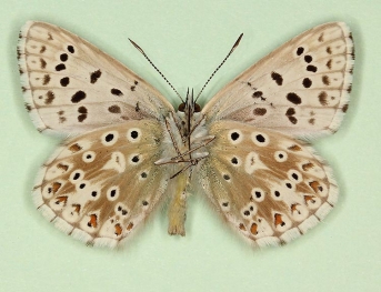 aurea Chalkhill Blue (Polyommatus (Lysandra) coridon)