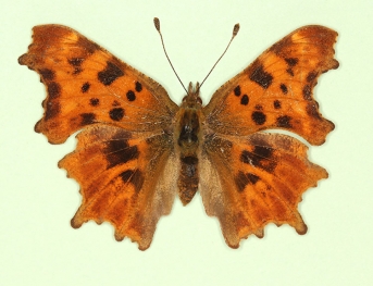 obscura Comma (Polygonia c-album)