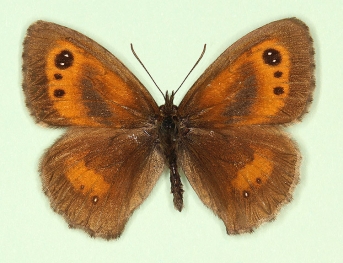 tithonellus Gatekeeper (Pyronia tithonus)