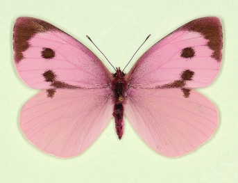 carnea Large White (Pieris brassicae)