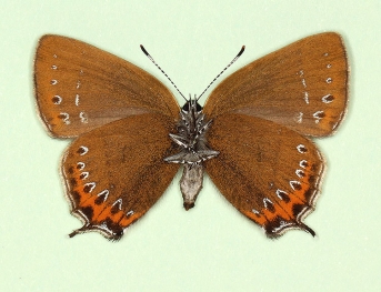 nov Black Hairstreak (Satyrium pruni)