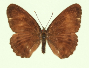 nigrina White Admiral (Limenitis camilla)