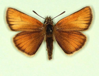 pathological Essex Skipper (Thymelicus lineola)
