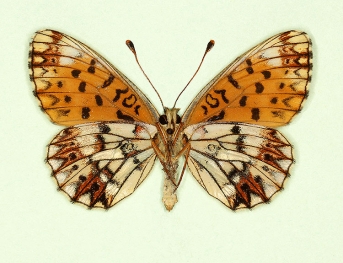 infraclara Small Pearl-bordered Fritillary (Boloria selene)