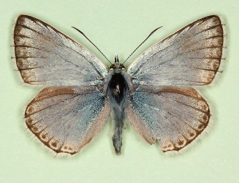 albocrenata Chalkhill Blue (Polyommatus (Lysandra) coridon)