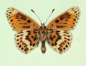 nov Glanville Fritillary (Melitaea cinxia)