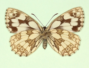 sinis-duplex Marbled White (Melanargia galathea)