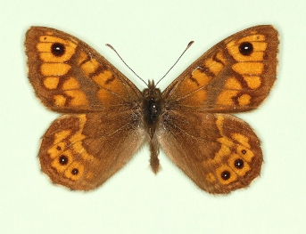 caledonica Wall (Lassiommata megaera)