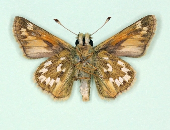 nov Silver-spotted Skipper (Hesperia comma)