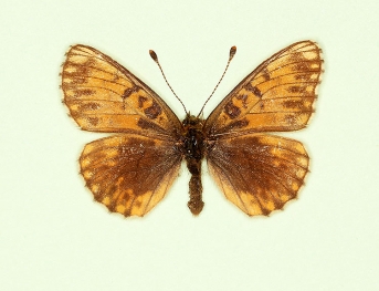 forstorpensis Pearl-bordered Fritillary (Boloria euphrosyne)