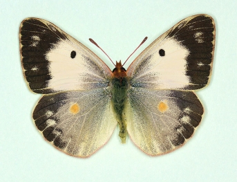 radiata Clouded Yellow (Colias croceus)