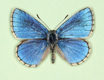 nov Adonis Blue (Polyommatus (Lysandra) bellargus)