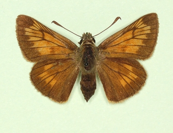 extensa Large Skipper (Ochlodes sylvanus)