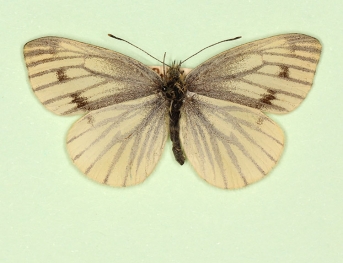 basinigra Green-veined White (Pieris napi)