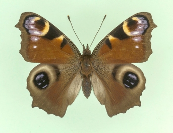 mesoides-brunnea Peacock (Inachis io)
