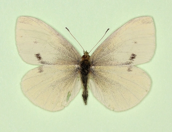 deleta + unimacula Small White (Pieris rapae)