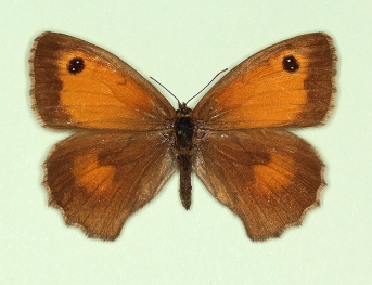 postice-inocellata Gatekeeper (Pyronia tithonus)