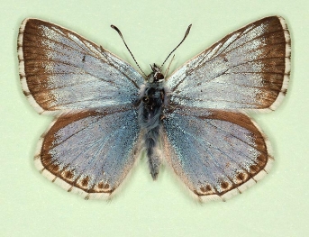 lunulata Chalkhill Blue (Polyommatus (Lysandra) coridon)