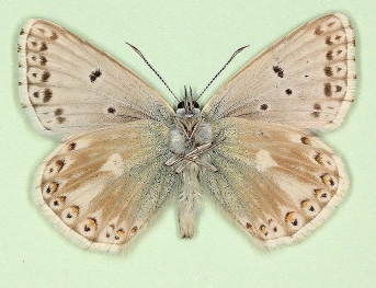postalbofimbriata + antiobsoleta + postobsoletissima Chalkhill Blue (Polyommatus (Lysandra) coridon)