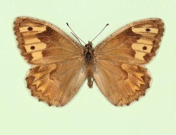 anopenopterus Grayling (Hipparchia semele)