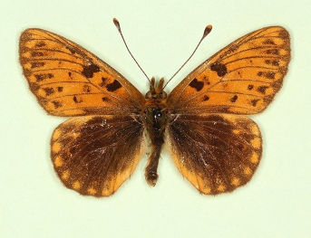 forstorpensis Pearl-bordered Fritillary (Boloria euphrosyne)