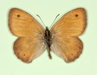 nosalica Small Heath (Coenonympha pamphilus)