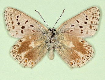 postcaeca Chalkhill Blue (Polyommatus (Lysandra) coridon)