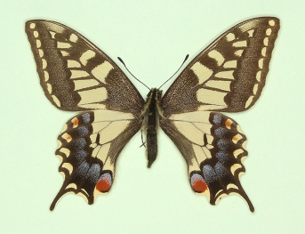 flavofasciata Swallowtail (Papilio machaon)