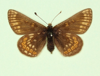 Marsh Fritillary female aberration epimolpadia Marsh Fritillary (Euphydryas aurinia)