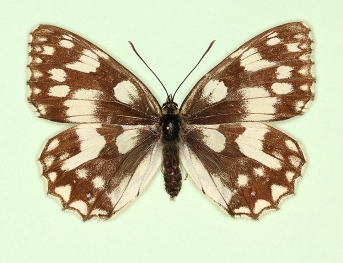 nigricans Marbled White (Melanargia galathea)
