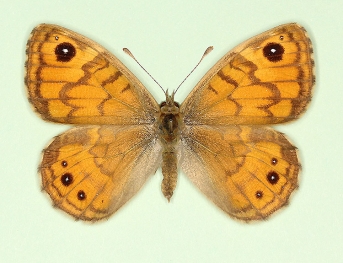 castaneopicta Wall (Lassiommata megaera)