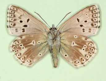 obsoleta Chalkhill Blue (Polyommatus (Lysandra) coridon)