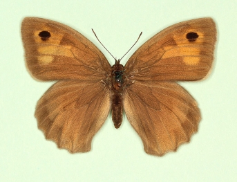 caeca Meadow Brown (Maniola jurtina)