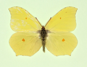 Gynandromorph/intersex Brimstone (Gonepteryx rhamni)