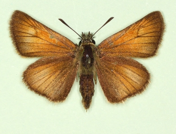 obscura Small Skipper (Thymelicus sylvestris)