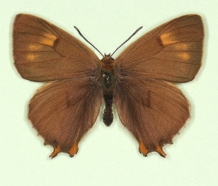 spinosea Brown Hairstreak (Thecla betulae)