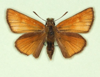 ab. nov Small Skipper (Thymelicus sylvestris)