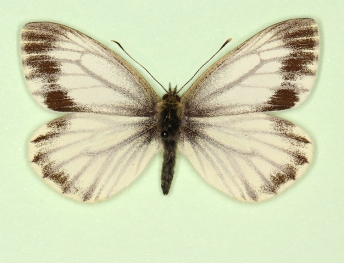 funebris Green-veined White (Pieris napi)