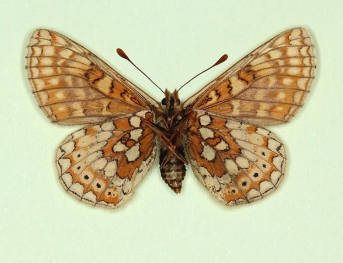 unifasciata Marsh Fritillary (Euphydryas aurinia)