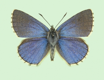 suffusa Adonis Blue (Polyommatus (Lysandra) bellargus)