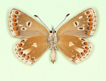 obsoleta Brown Argus (Aricia agestis)