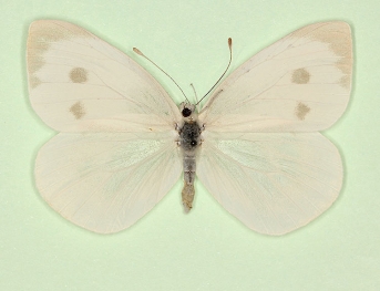 albinensis Large White (Pieris brassicae)