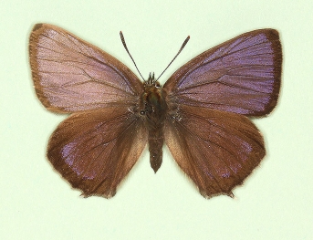 antisinis-pallescens Purple Hairstreak (Neozephyrus quercus)
