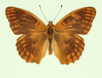 sylvia Silver-washed Fritillary (Argynnis paphia)