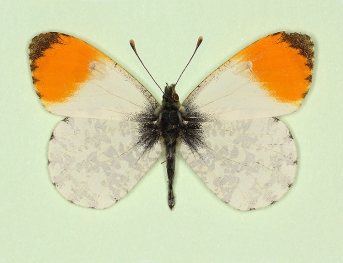 antiquincunx Orange-tip (Anthocharis cardamines)