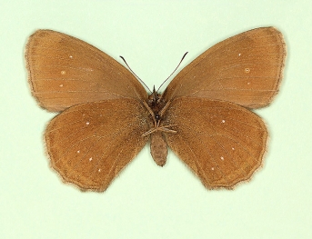 arete Ringlet (Aphantopus hyperanthus)