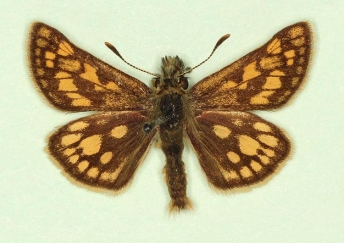 trans-conjuncta Chequered Skipper (Carterocephalus palaemon)