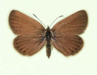 bina Silver-studded Blue (Plebejus argus)