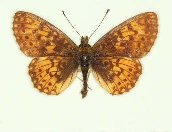 bernhardi Small Pearl-bordered Fritillary (Boloria selene)
